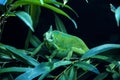 Chameleon at Bioparco