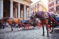 Rome, Italy. Horse at Rotunda square. Piazza della Rotonda