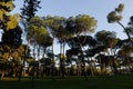 Umbrella Pine trees park in Rome, Italy Royalty Free Stock Photo