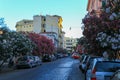 Narrow street with oleanders trees in Rome, Italy