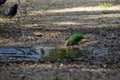 Parrots cool off from the hot weather by diving into a puddle of water.