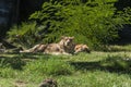 Lions at Bioparco