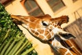 Rome, Italy - May 31, 2018: Giraffe eat grass from feeders. Bioparco zoo at Villa Borghese in Rome. Public zoological park in the