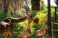 Rome, Italy - May 31, 2018: Giraffes eat hay from feeders. Bioparco zoo at Villa Borghese in Rome. Public zoological park in the