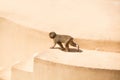 Rome, Italy - May 31, 2018: Little baby chimpanzee walking. Bioparco zoo at Villa Borghese in Rome. Public zoological park