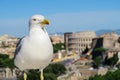 Rome, Italy. A seagull before Colosseum on Victor Emmanuel II Monument.