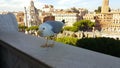 Rome, Italy. Tourists feed a seagull on Vittorio Emanuelle Monument.