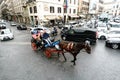 Rome, Lazio, Italy. July 20, 2017. Typical colle of horses with