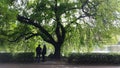 Lovers under tree along the river Royalty Free Stock Photo