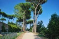 Rome, Palatine. Pine Royalty Free Stock Photo