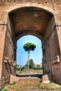 Rome, Palatine. Pine Royalty Free Stock Photo