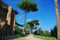 Rome, Palatine. Pine Royalty Free Stock Photo