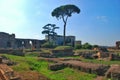 Rome, Palatine. Pine Royalty Free Stock Photo