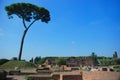 Rome, Palatine. Pine Royalty Free Stock Photo