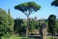 Rome, Palatine. Pine Royalty Free Stock Photo