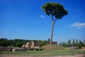 Rome, Palatine. Pine Royalty Free Stock Photo