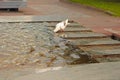 Rome pigeons drink water from fontain Royalty Free Stock Photo