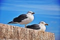 Rome Seagull Royalty Free Stock Photo