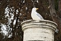Seagull rests on a marble column. Tree fronds background Royalty Free Stock Photo