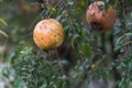 Romegranate fruit on tree branch in the garden. Colorful image with place for text, close up. Miniature Pomegranate , Royalty Free Stock Photo