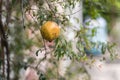 Romegranate fruit on tree branch in the garden. Colorful image with place for text, close up. Miniature Pomegranate , Royalty Free Stock Photo