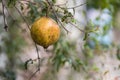 Romegranate fruit on tree branch in the garden. Colorful image with place for text, close up. Miniature Pomegranate , Royalty Free Stock Photo