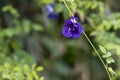 Romegranate fruit on tree branch in the garden. Colorful image with place for text, close up. Miniature Pomegranate , Royalty Free Stock Photo