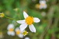 Romerillo & x28;bidens alba& x29; flower Royalty Free Stock Photo