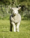 Romney lamb Royalty Free Stock Photo