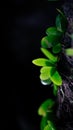 Romohra plants growt on the tree Royalty Free Stock Photo