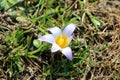 Romulea bulbocodium flowering plant with six white to violet tepals and yellow center surrounded with long and slender green Royalty Free Stock Photo