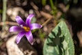 Romulea phoenicia mouterde wild flowers Royalty Free Stock Photo