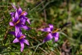 Romulea phoenicia, wild flower. Endemic plant. Izmir / Turkey Royalty Free Stock Photo