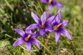 Romulea phoenicia, wild flower. Endemic plant. Izmir / Turkey Royalty Free Stock Photo