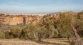 Ronda olive trees and urban landscape Travel Spain