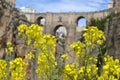 Flowers in Ronda, Andalusian town in Spain at the Puente Nuevo Bridge over the Tajo Gorge, pueblo blanco