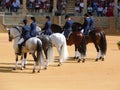 Thoroughbred horses in Ronda bullring, Andalusia