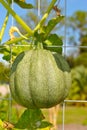 Ronde de nice squash