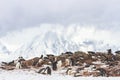 Ronge Island penguin rookery, Antarctica