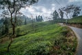 Rongli Rongliot Tea Estate, Darjeeling, India Royalty Free Stock Photo