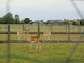 Roo deer fauns in a fenced meadow Royalty Free Stock Photo