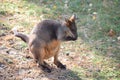 Roo Majesty: A Majestic Kangaroo in Captivity