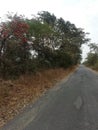 Rood in gir sasan park Royalty Free Stock Photo