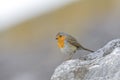 Roodborst, European Robin, Erithacus rubecola