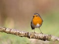 Roodborst; European Robin; Erithacus rubecula Royalty Free Stock Photo