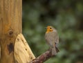 Roodborst, European Robin, Erithacus rubecula