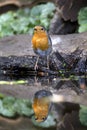 Roodborst; European Robin; Erithacus rubecula