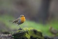 Roodborst, European Robin, Erithacus rubecula