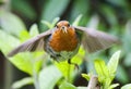 Roodborst, European Robin, Erithacus rubecula