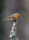 Roodborst; European Robin; Erithacus rubecula